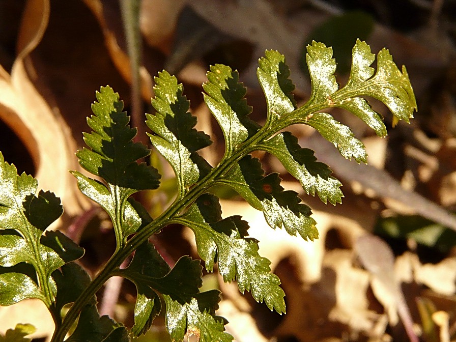 Asplenium cfr. adiantum-nigrum